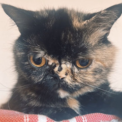 mikachu.edie