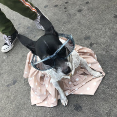 R.I.P.D.O.G.