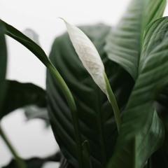 GreenME