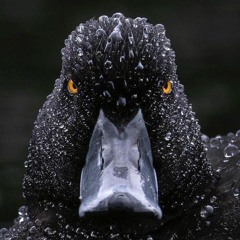 Underduck