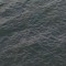 north_duc
