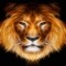 King Lion