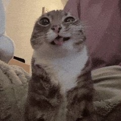 svvnn