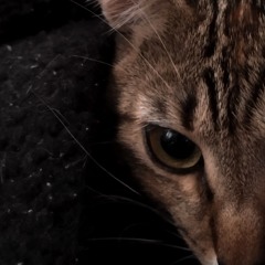 vz.notfound