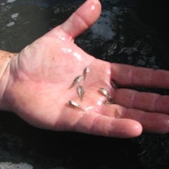 babyfish