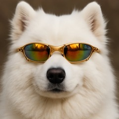 samoyed