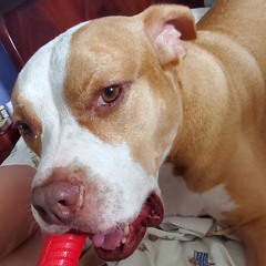 Lulu