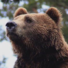 bearhound