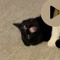 retrokitty