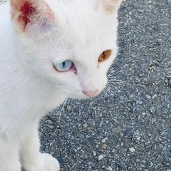 Ehiri LS