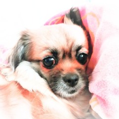 Xeniz☆