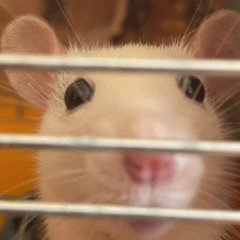 асик