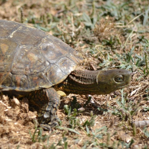 Stream Turtle Shell music | Listen to songs, albums, playlists for free ...