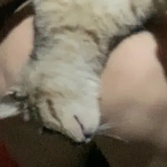 Changg