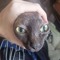 neitmor