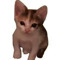 the cat
