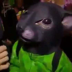 jonek to idol
