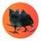 burdberdbird