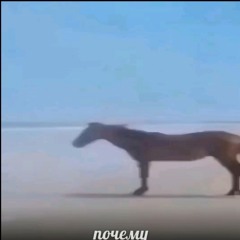 enilyoxworldgoforest