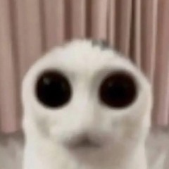 Gatozzz