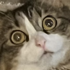 Pepperoniprez