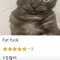 ( ˶ˆᗜˆ˵ )