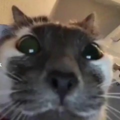 patisntfat