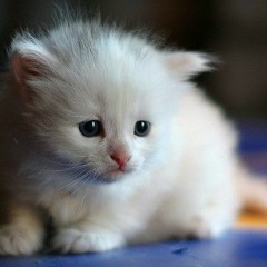 سید مهدی میرآقایی