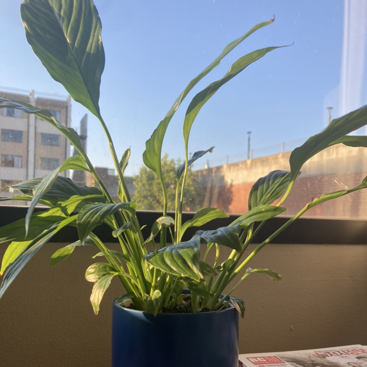 Pilot: Introduction to Mindfulness