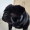 PugLife