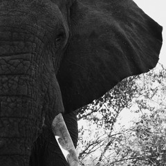 37ELEPHANTZ
