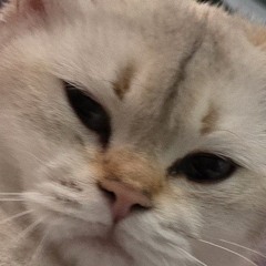 Shindou 파도