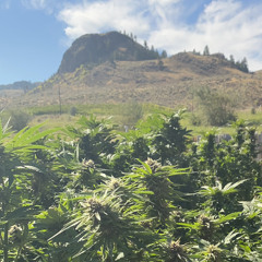 TheUrbanFarmer