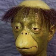 Brandon O Donoghue