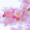 🌸할때가장중요한🌸