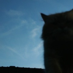 mewow