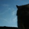 mewow