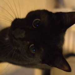 Project_172 - Sakura Dreams