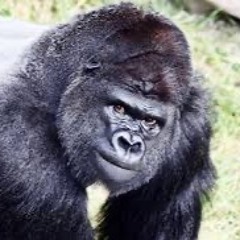gorilla daniel