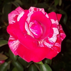tuliś