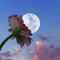 sonfleur
