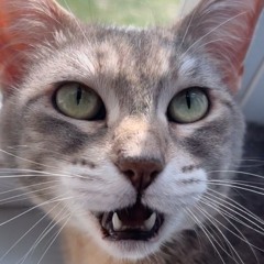 Cailloua