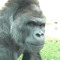 gorilla GORILLA
