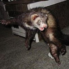 Leo G.