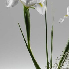 وجودم مال تو. شکوفه فخاری