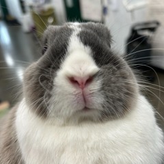 psybunnie