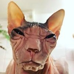 xanaxi