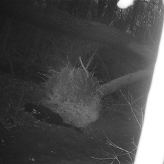keen k/ p munch  Maiden