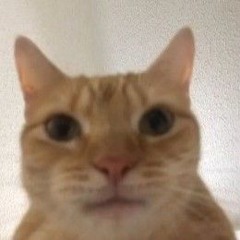 Zeester