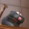 thicc racoon